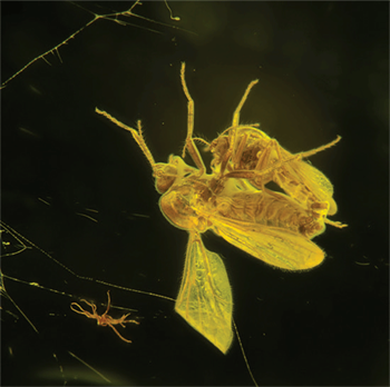 Biting midges copulating 45 million years ago were caught in resin