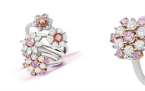 The Pink Kimberley Bloom Collection.